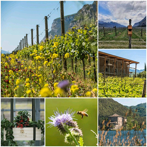 collage vineyard grapes lake bee toblino